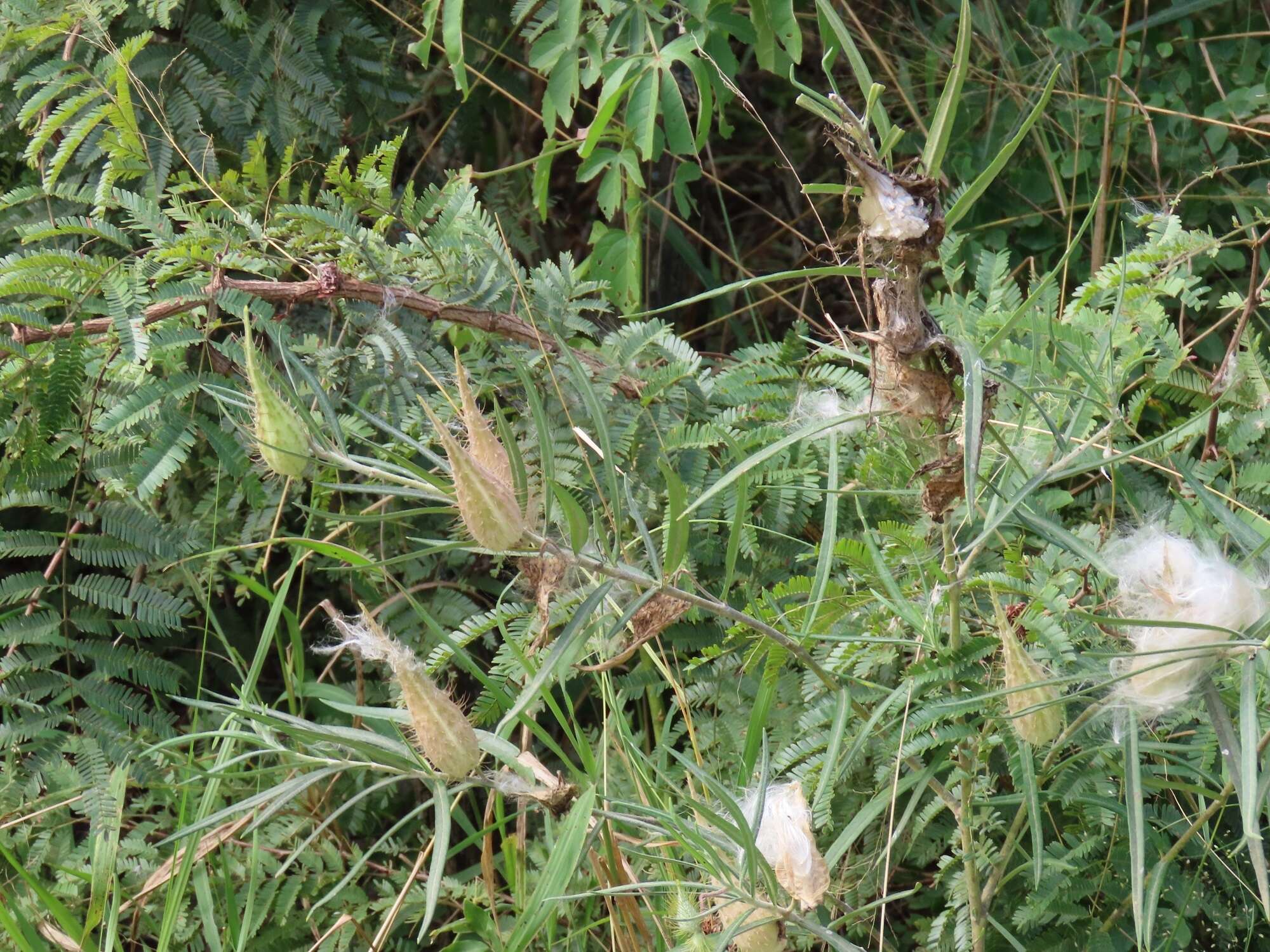 Слика од Gomphocarpus tomentosus Burch.