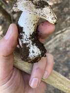 Image of Tricholoma vernaticum Shanks 1996