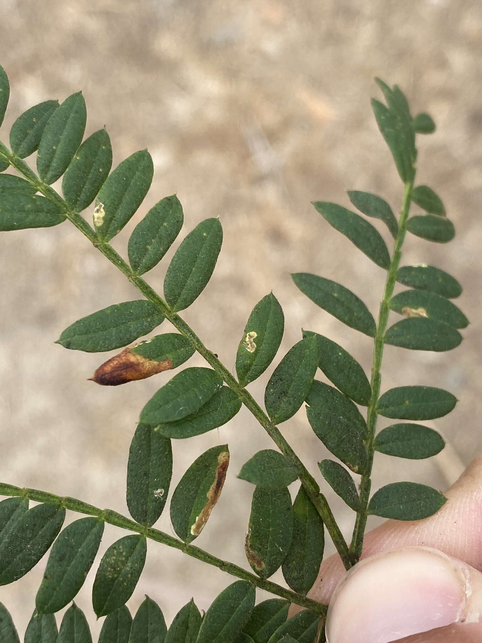 Image of Jacaranda leafminer