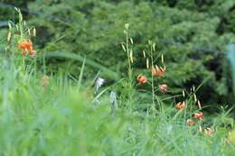 Image of Lilium leichtlinii var. maximowiczii (Regel) Baker