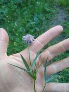 Слика од Trifolium eriocephalum subsp. cusickii (Piper) J. M. Gillett