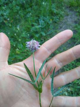 Image of Cusick's clover