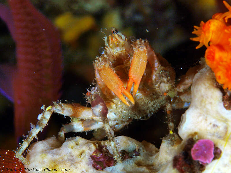 Image of rugose spider crab