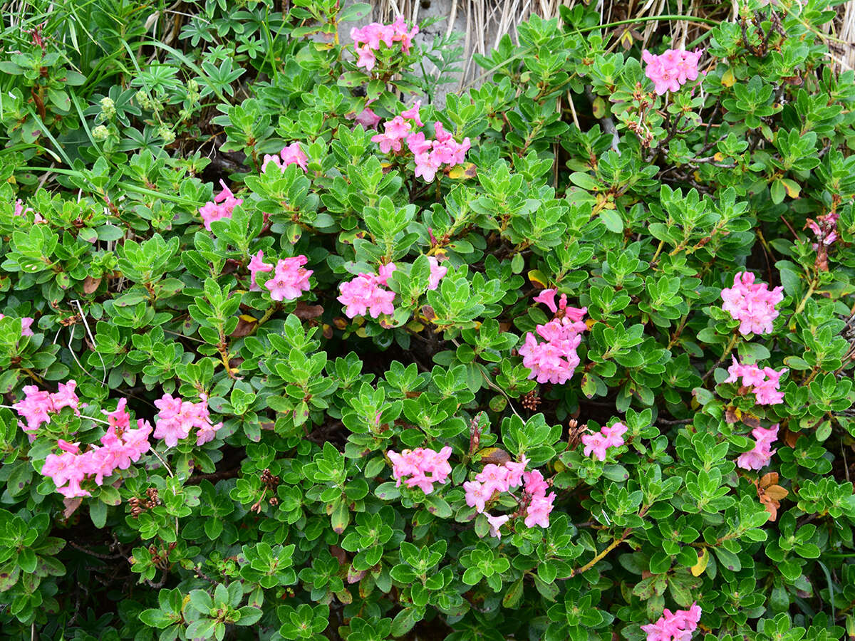 Image of Hairy Alpenrose