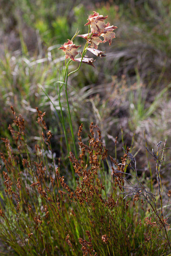 Imagem de Gladiolus maculatus Sweet