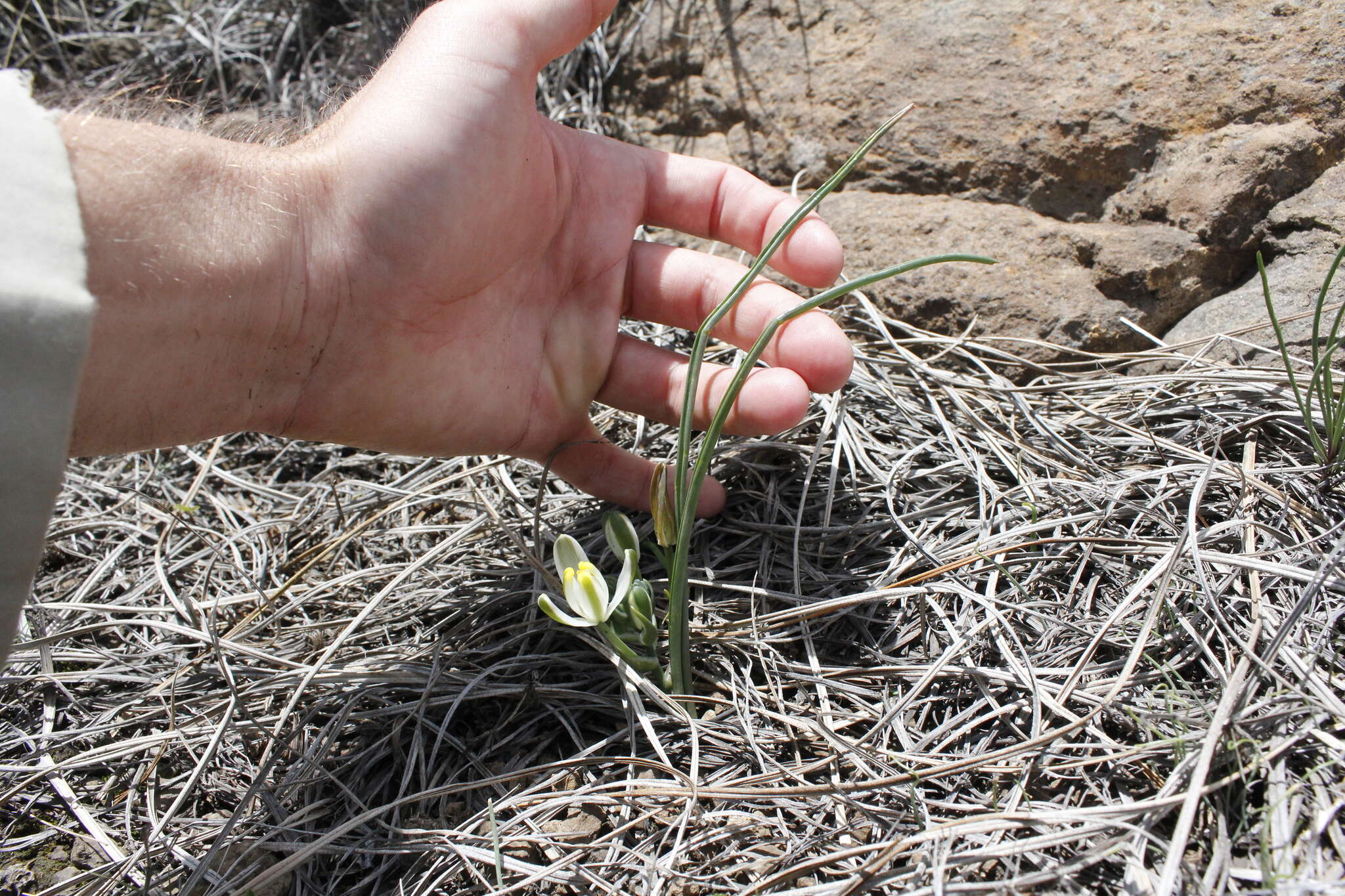 Image of Albuca humilis Baker