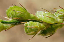 Image of Onobrychis arenaria subsp. arenaria