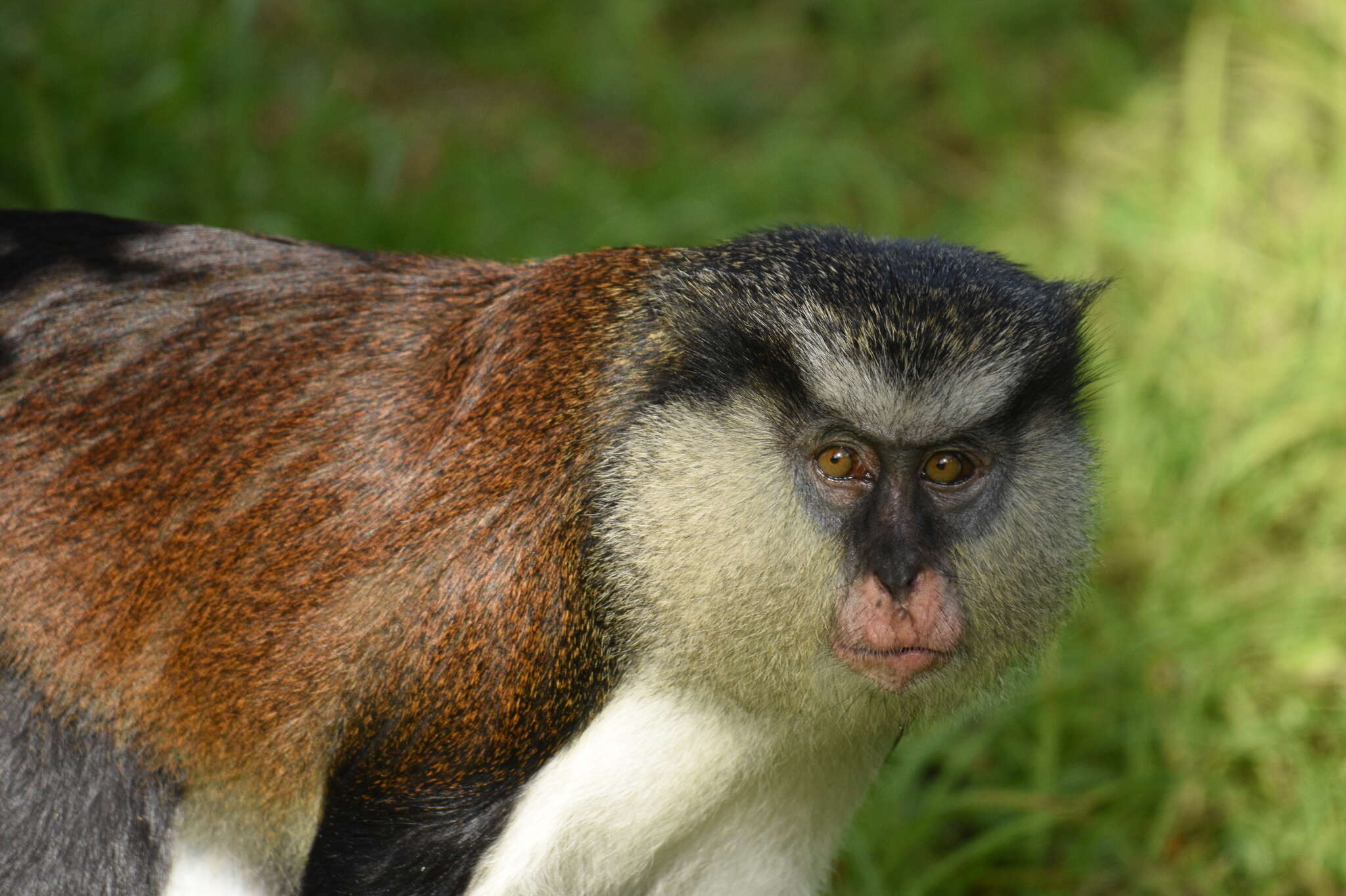 Image of Mona Guenon