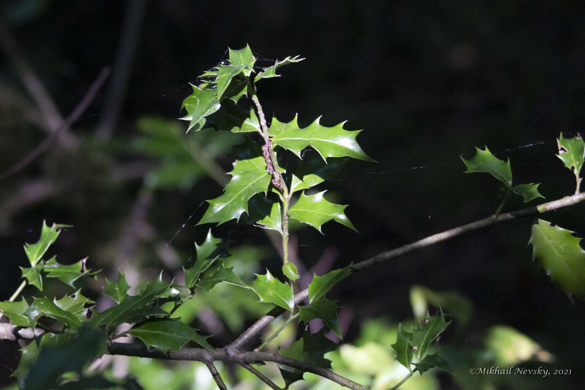 Image of Ilex colchica Pojark.