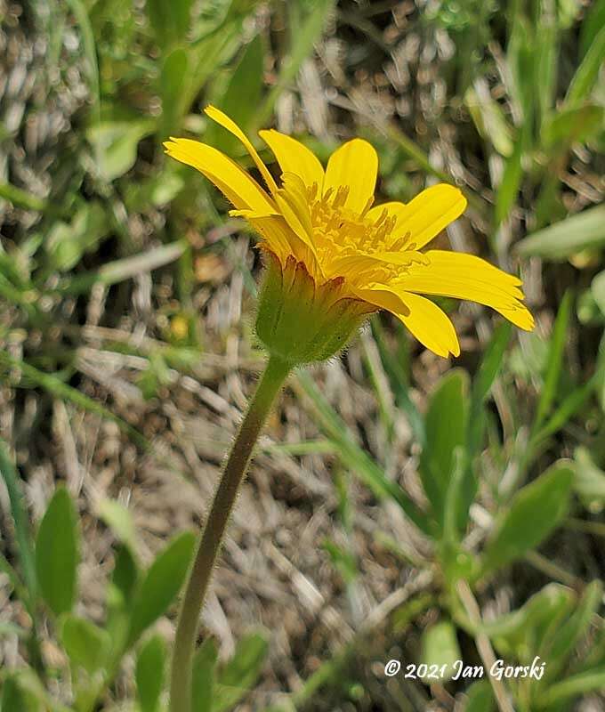 Imagem de Arnica fulgens Pursh