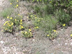 Image of Hartweg's sundrops