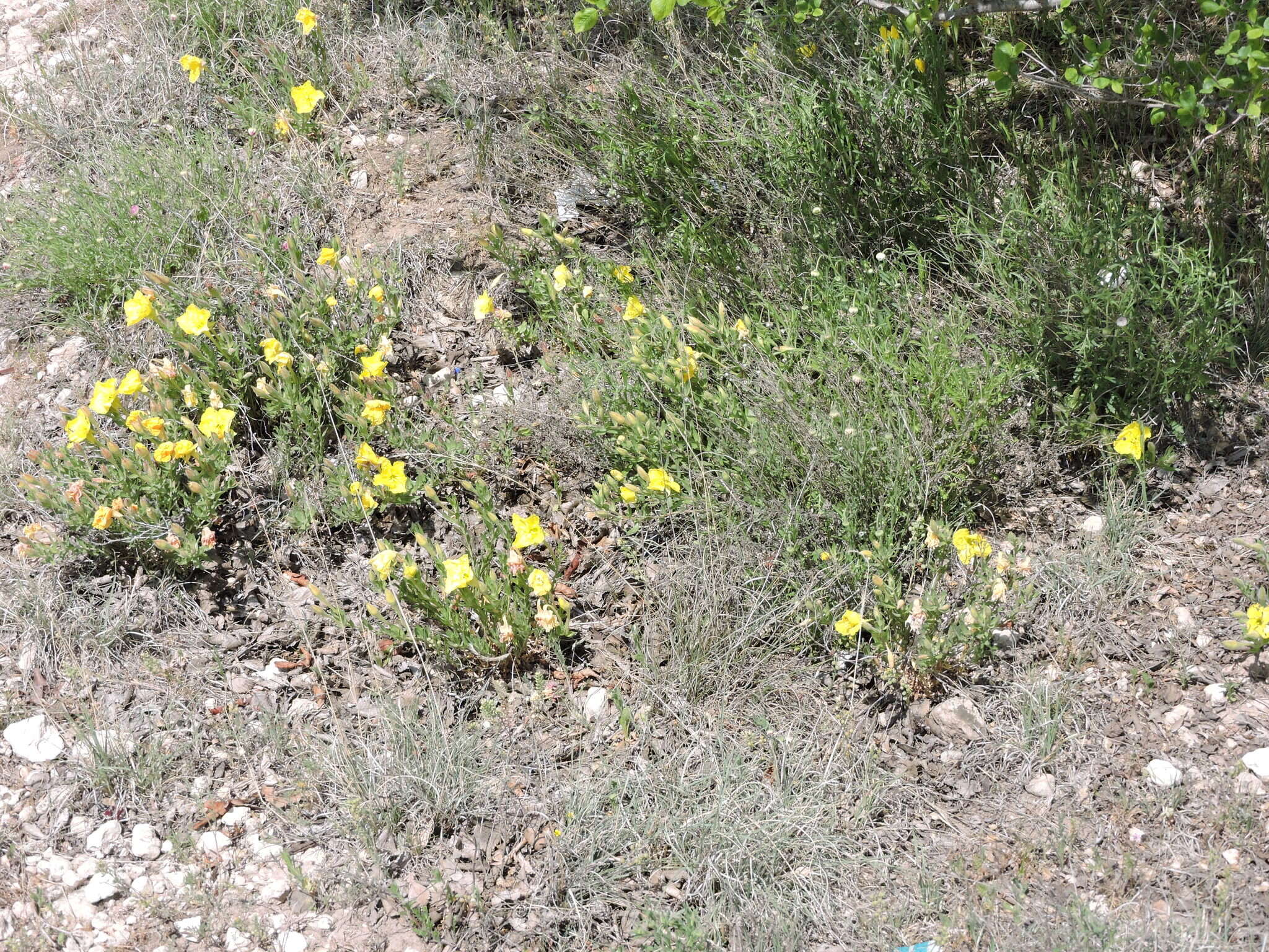 Imagem de Oenothera hartwegii subsp. pubescens (A. Gray) W. L. Wagner & Hoch