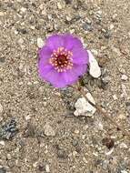 Image of Cistanthe cachinalensis (Phil.) Peralta & D. I. Ford