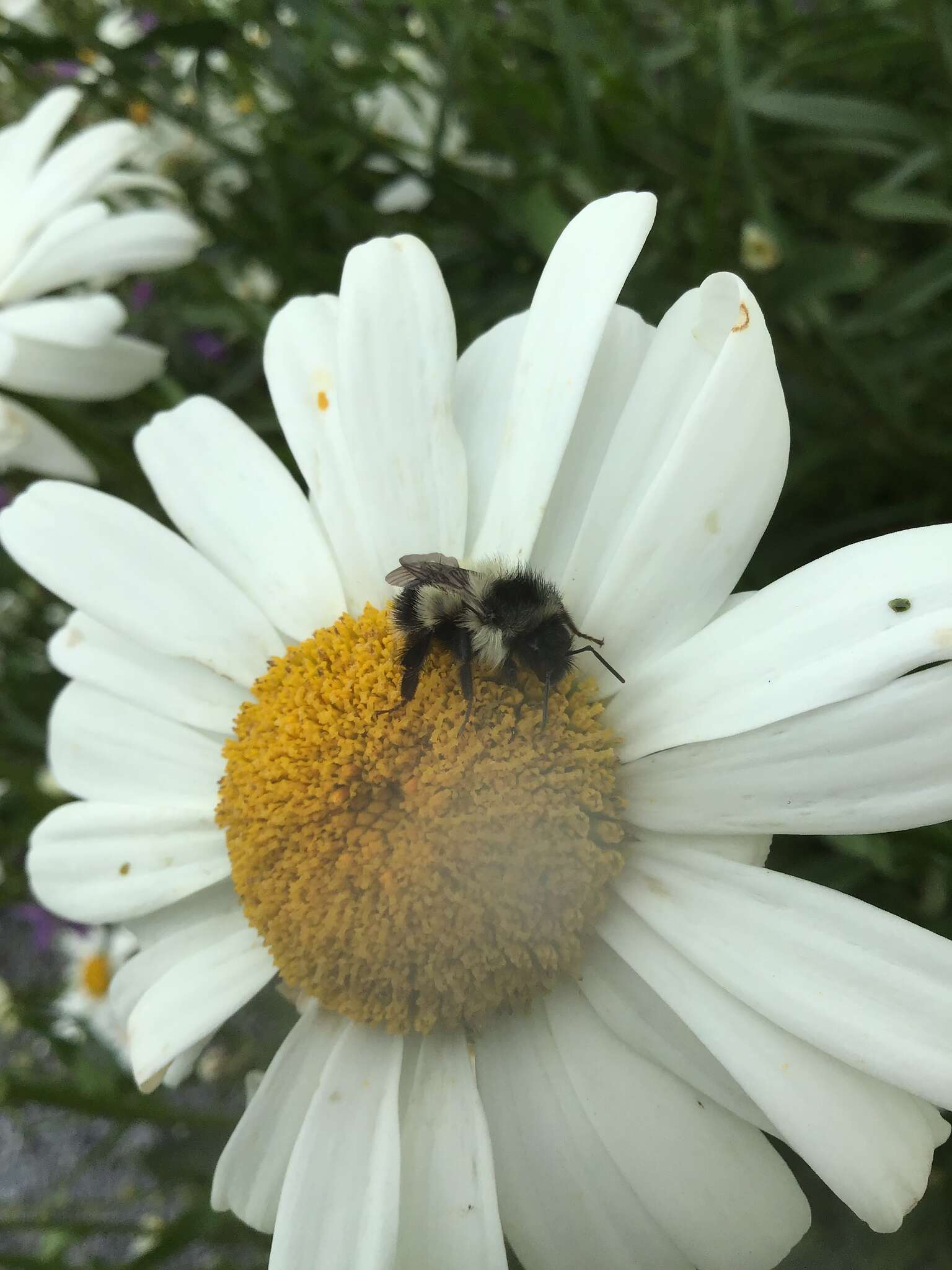 Imagem de Bombus vagans bolsteri Franklin 1913