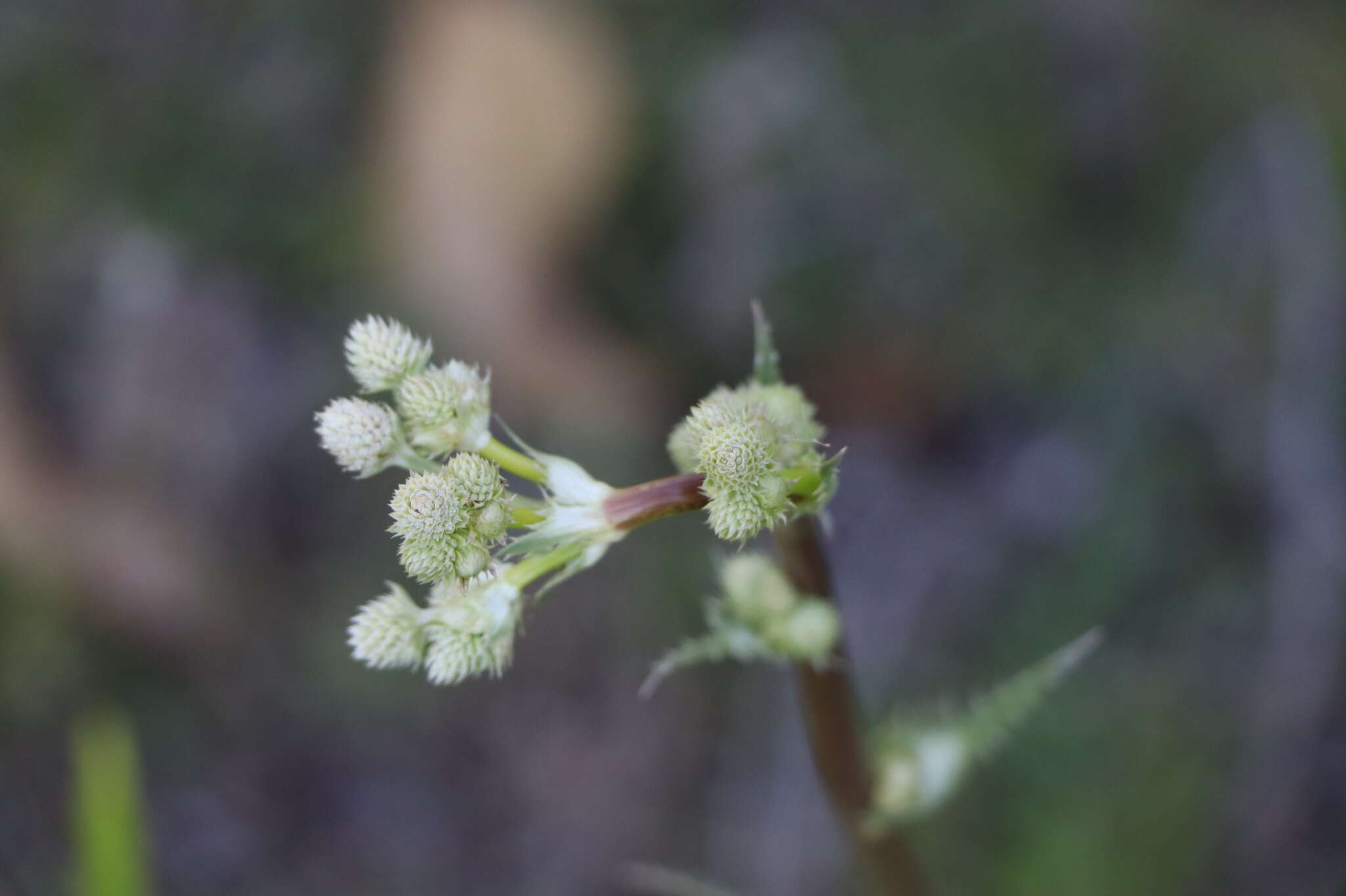 Imagem de Eryngium serra Cham. & Schltdl.