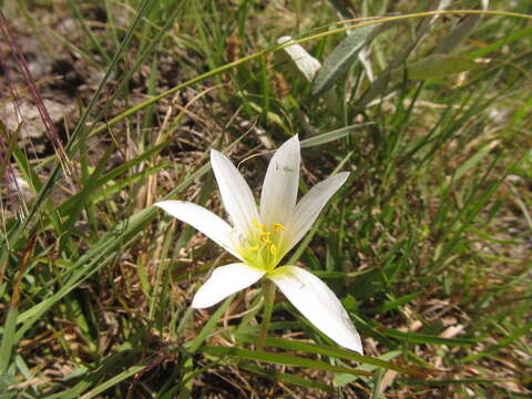 Imagem de Zephyranthes mesochloa Herb. ex Lindl.