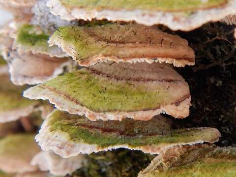 Image of phaeocalicium lichen