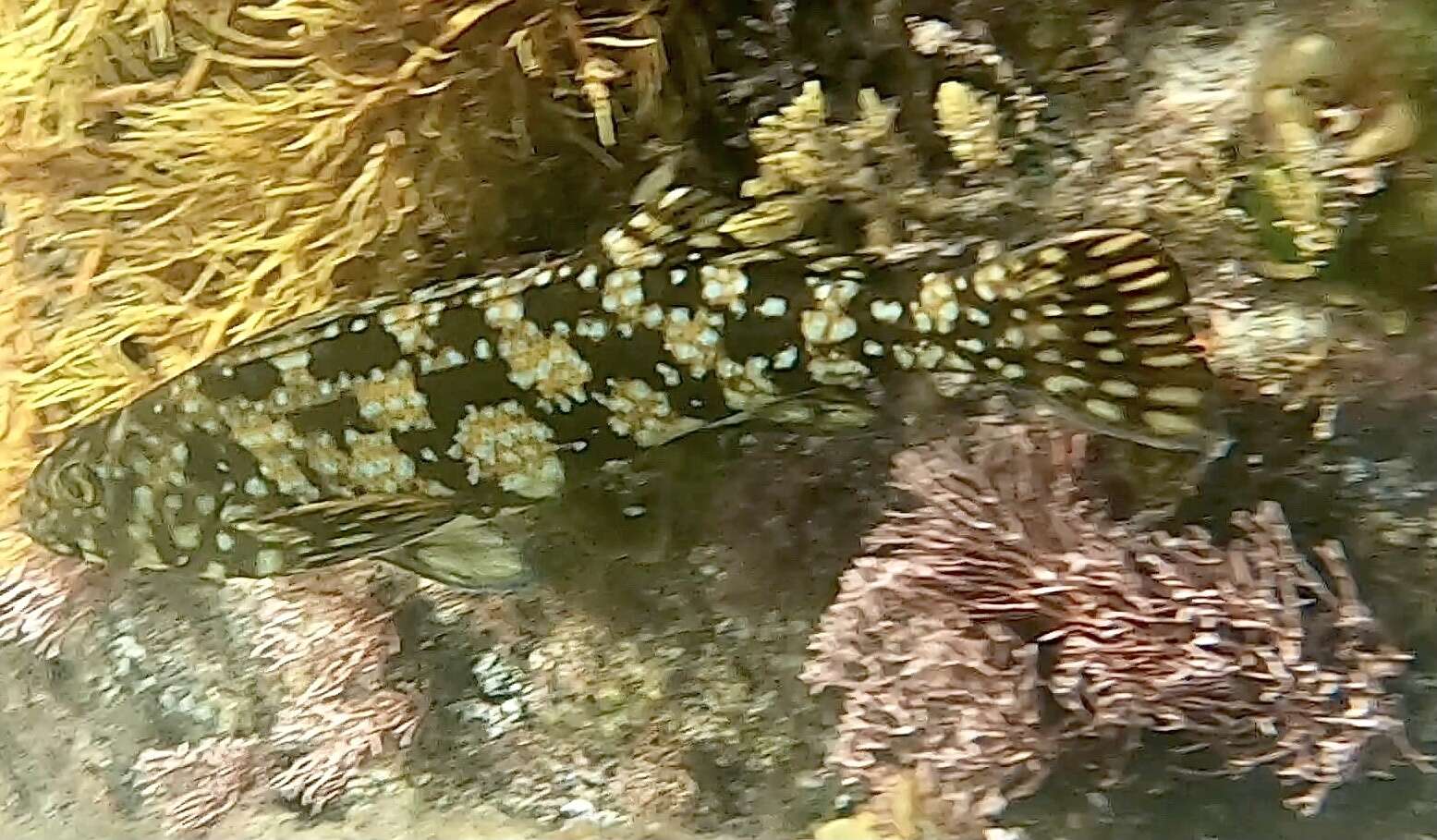 Image of Cockatoo morwong