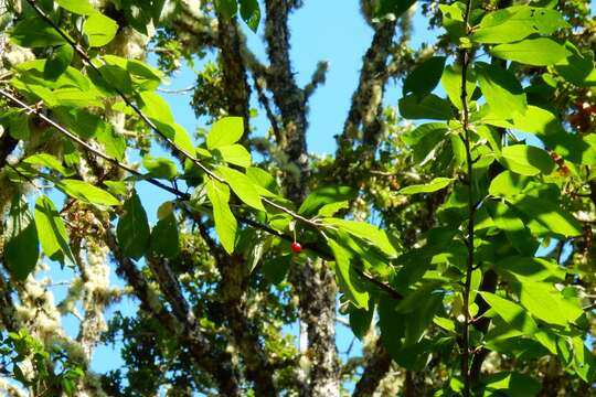 Imagem de Prunus emarginata var. mollis (Dougl.) Brewer