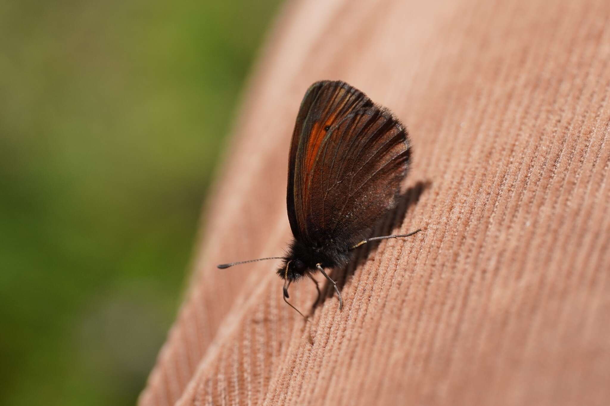 Image of Mnestra’s Ringlet