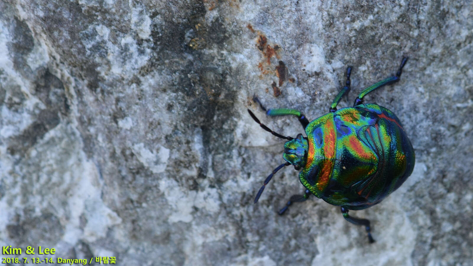 Image of Poecilocoris Dallas 1848