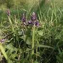 Plancia ëd Orchis mascula subsp. mascula