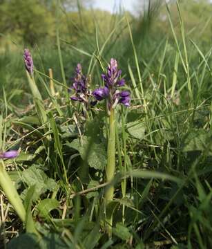 Image of Orchis mascula subsp. mascula