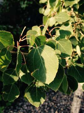 Image of quaking aspen