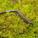 Image of Weller's Salamander