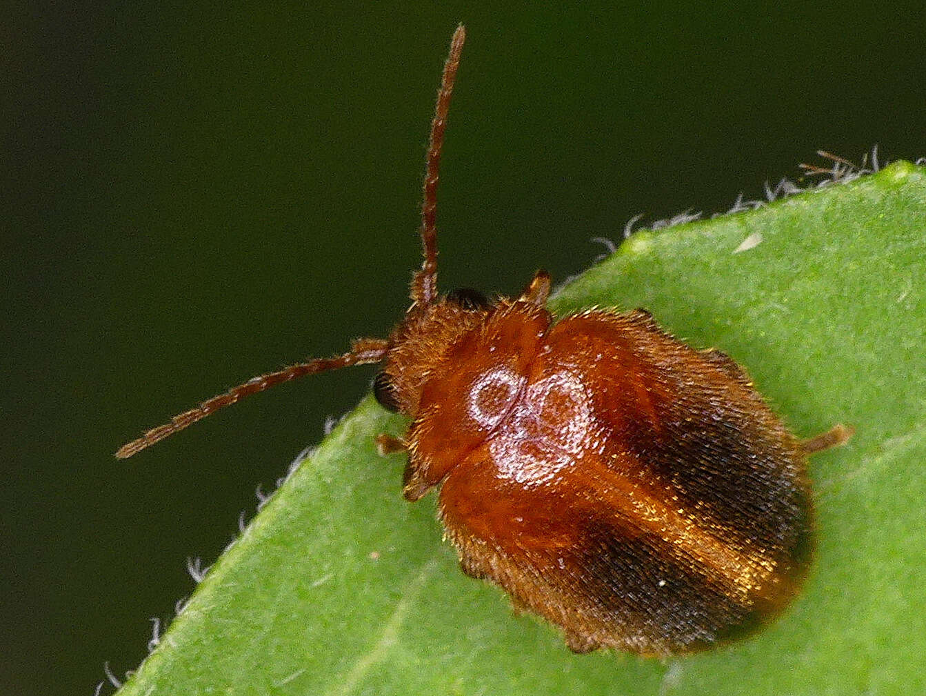 Image of Prionocyphon limbatus Le Conte 1866