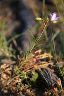 Cheiranthera alternifolia E. M. Bennett resmi