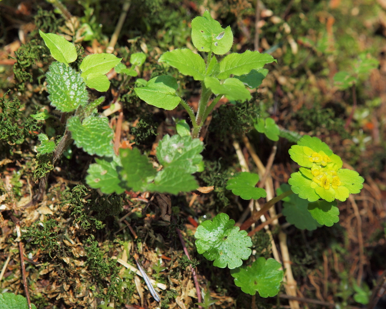 Chrysosplenium alternifolium (rights holder: HermannFalkner/sokol)