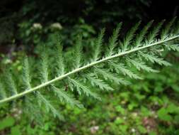 Achillea distans Waldst. & Kit. ex Willd.的圖片