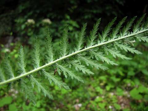 Image of Alps yarrow