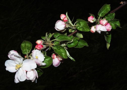 Image of Apple