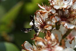Image of Thyris usitata Butler 1879
