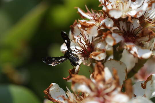 Image of Thyris usitata Butler 1879