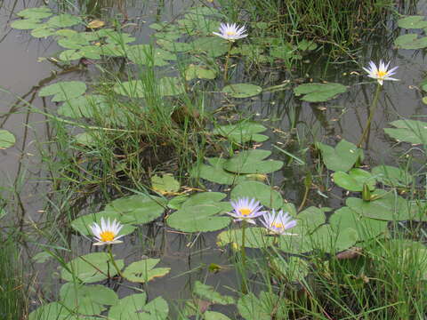 Image de Nymphaea elegans Hook.