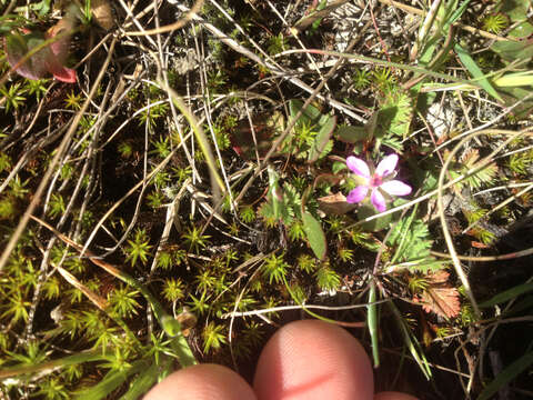 Image of Common Stork's-bill