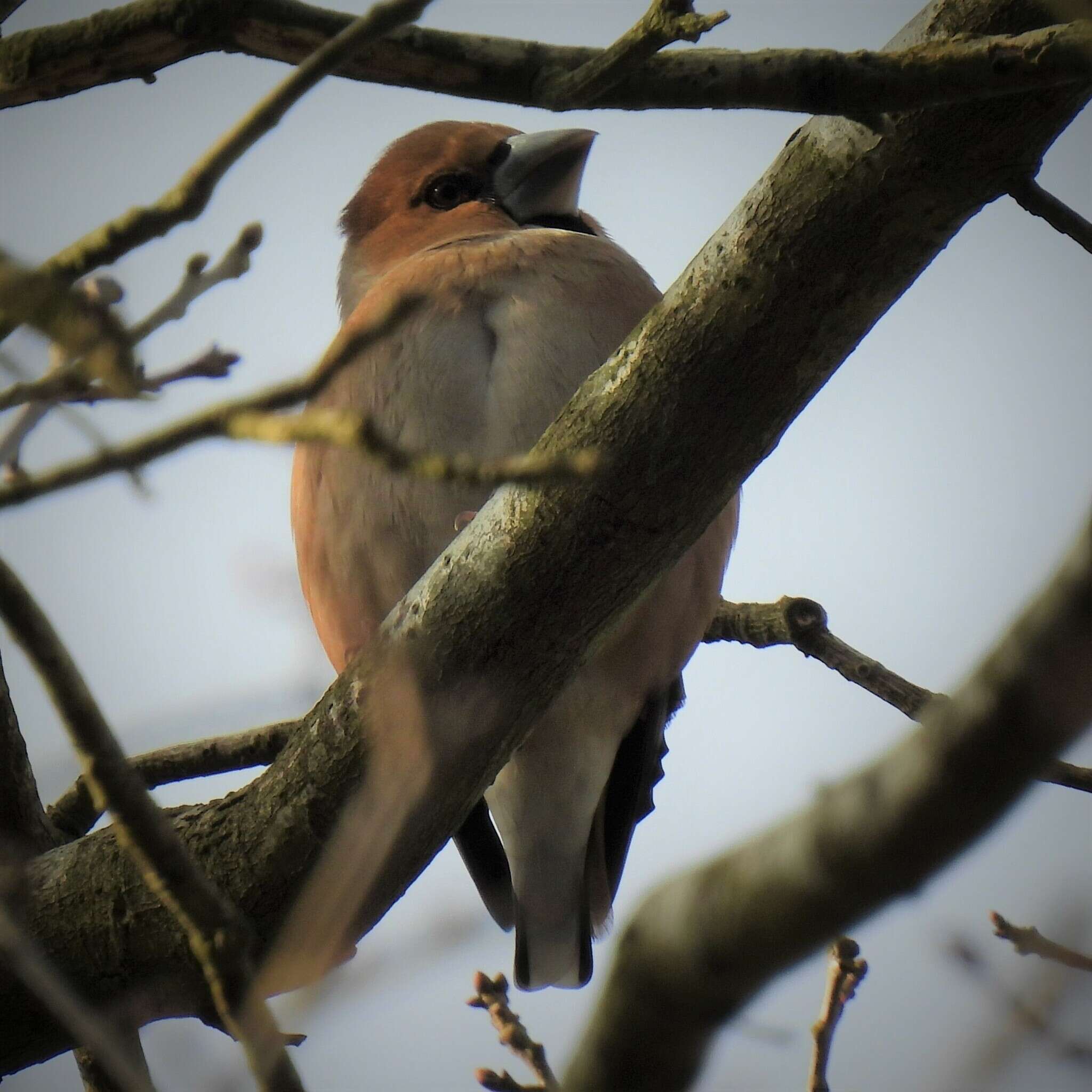 Image of Coccothraustes coccothraustes coccothraustes (Linnaeus 1758)