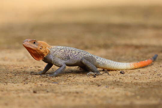 Image of Common agama