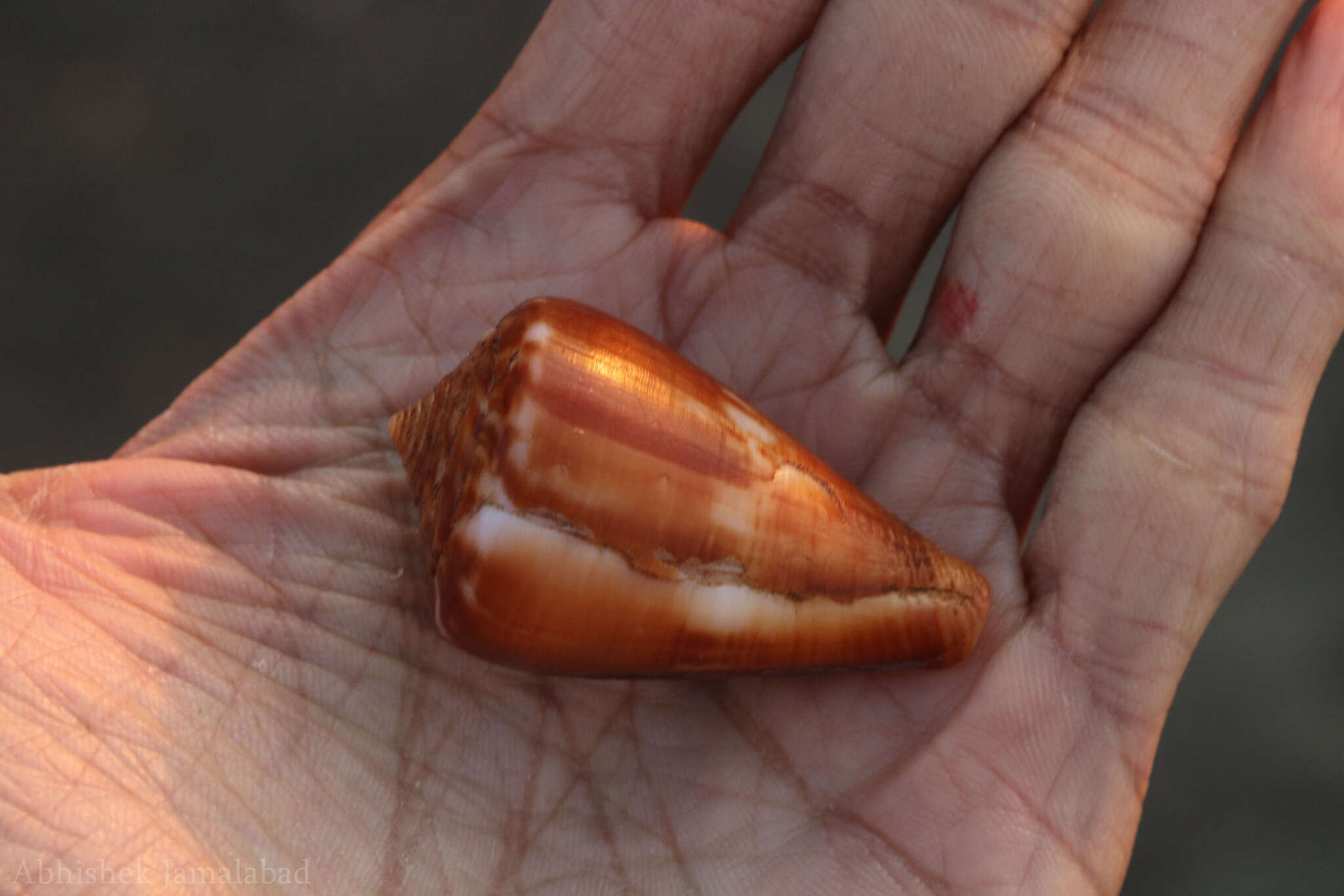 Image of Hyena Cone