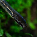 Image of Oaxacan Graceful Brown Snake