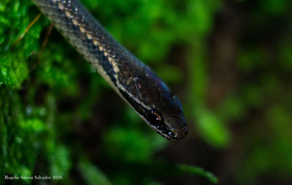 Image of Oaxacan Graceful Brown Snake