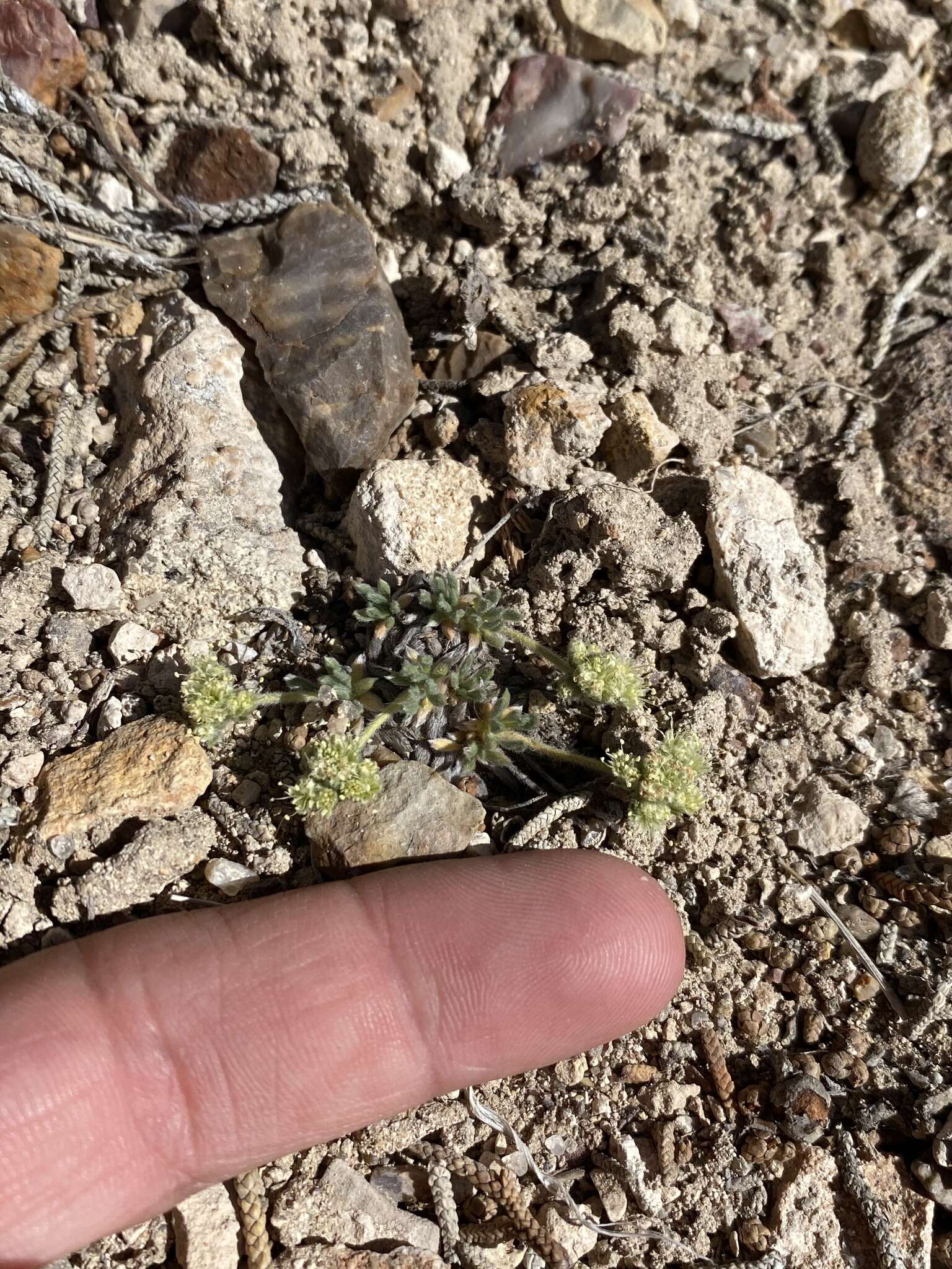 Image of gray buckwheat