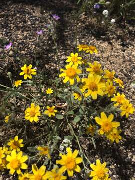 Image de Eriophyllum ambiguum (A. Gray) A. Gray