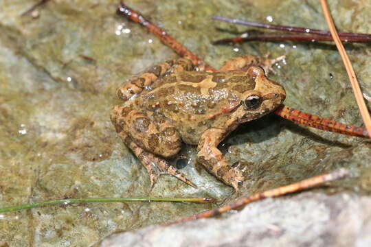 Image of Tyrrhenian Painted Frog