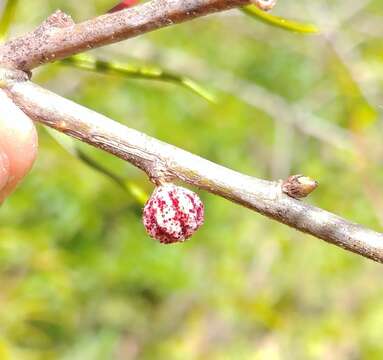 <i>Andricus coronatus</i>的圖片