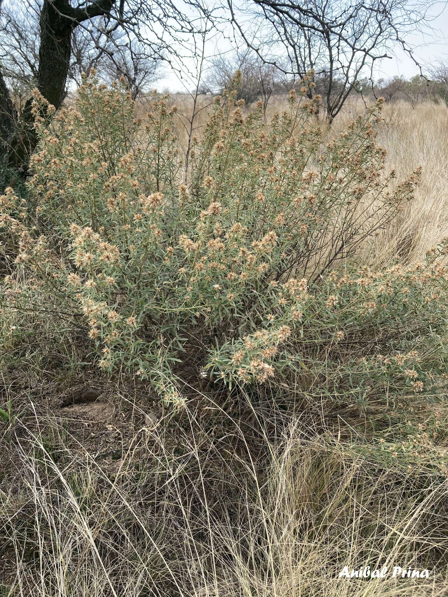 Image of Baccharis neaei DC.