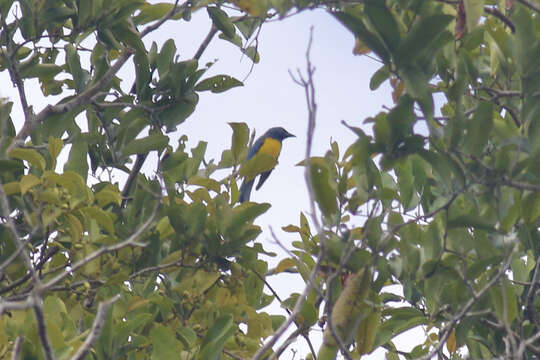 Image of Cyanicterus Bonaparte 1850